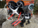 RC dron Sky Watcher 3 - 18min. letu - FPV