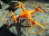 Dron Syma X8C, oranžová