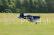 F4U Corsair V2 (Baby WB) RTF – mode 2