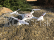 Dron Syma X5UW-D, biela + náhradná batéria